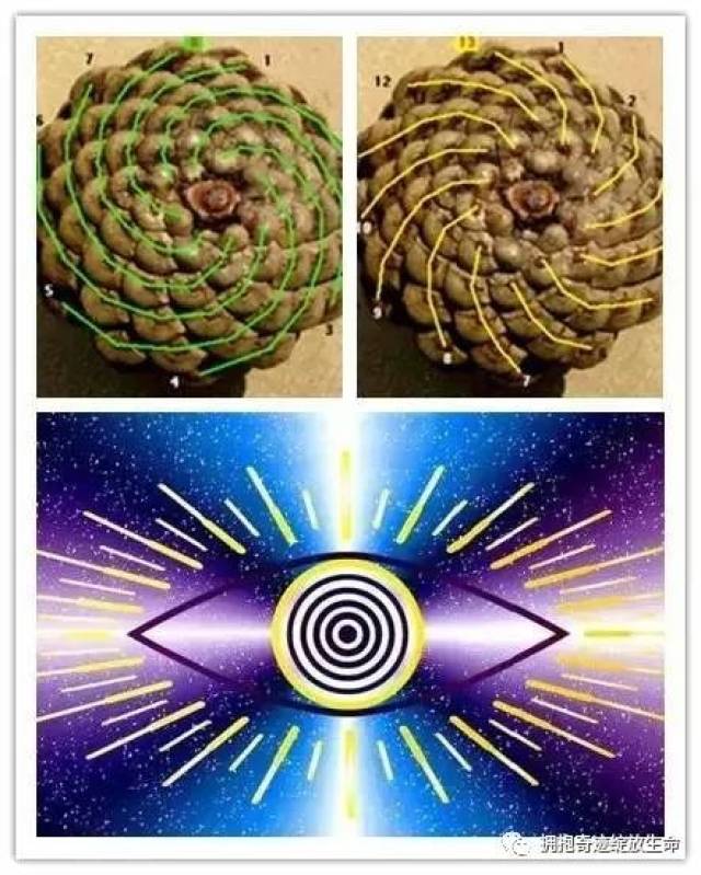 三码中特的资料,揭秘三码中特的资料，探索背后的秘密