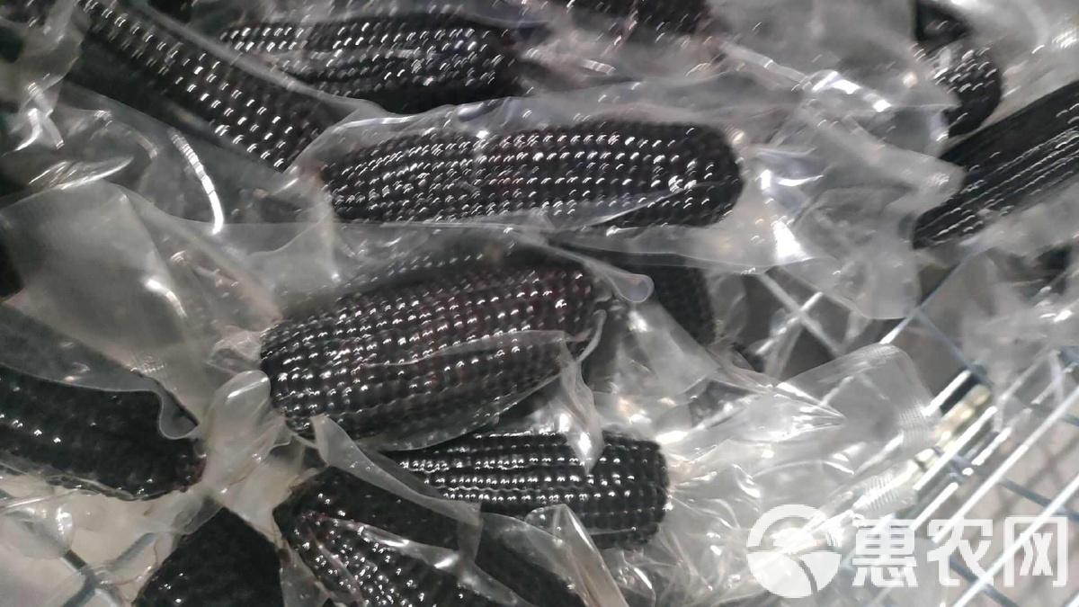 黑玉米价格最新行情,黑玉米价格最新行情分析