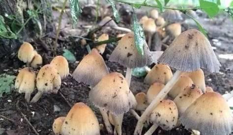 攀枝花新闻网最新消息,攀枝花新闻网最新消息，城市发展与时代脉搏同步