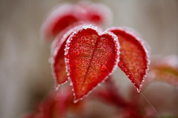灯花笑最新一章暴雨完整版,灯花笑最新一章，暴雨下的秘密与完整真相