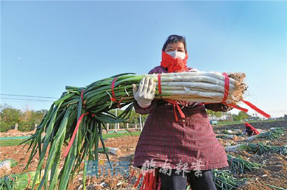 大葱批发价格最新消息,大葱批发价格最新消息，市场动态与影响因素分析