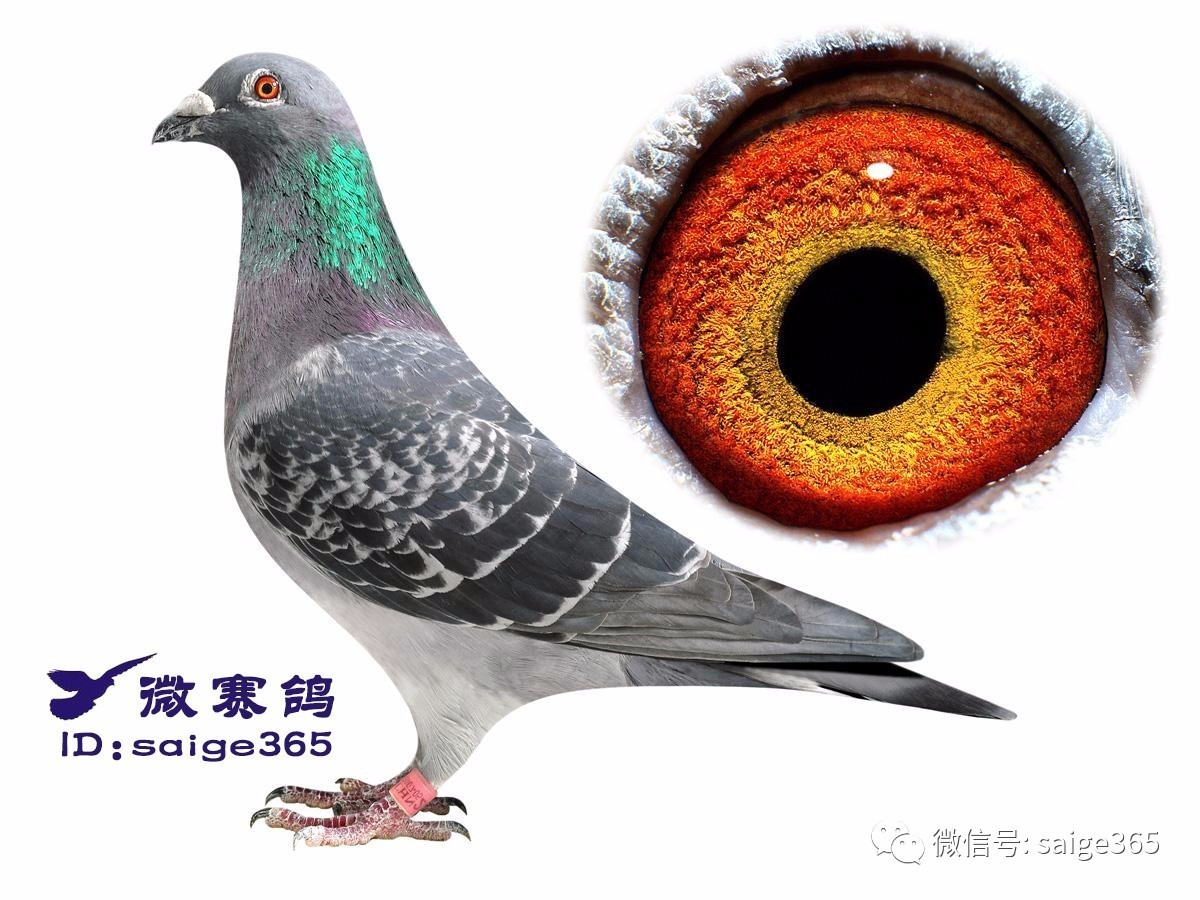 最新台鸽网一口价专区,最新台鸽网一口价专区，探索现代赛鸽交易的新领域