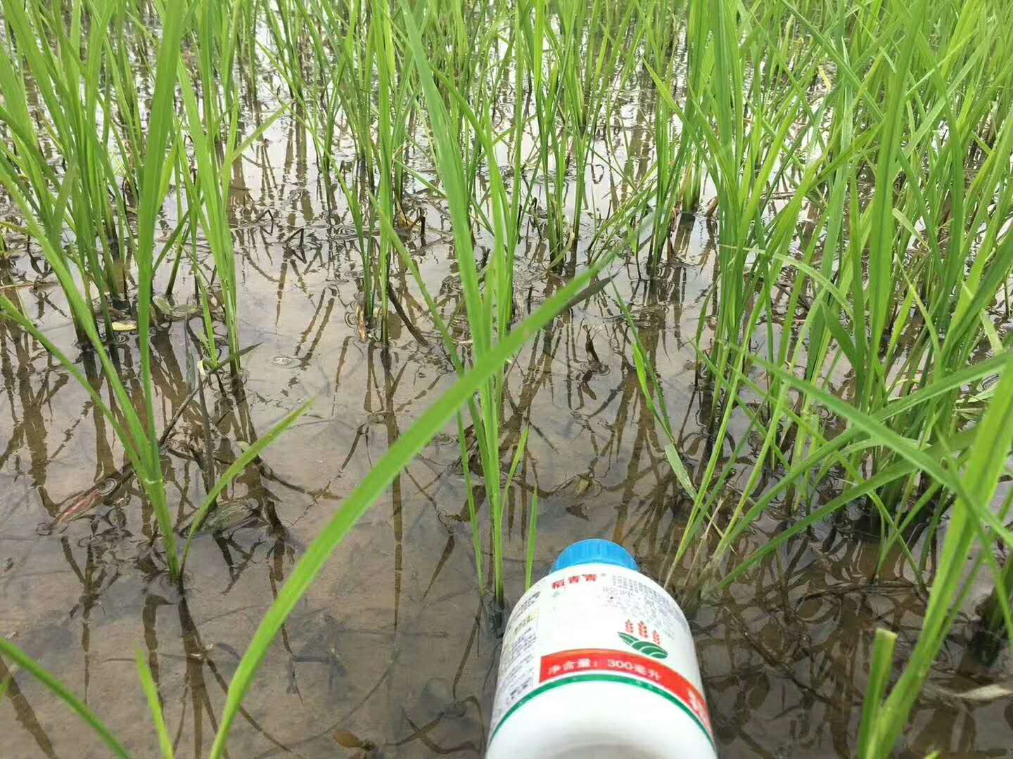 16年水稻最新除草剂,探索十六年来水稻田中的最新除草剂技术