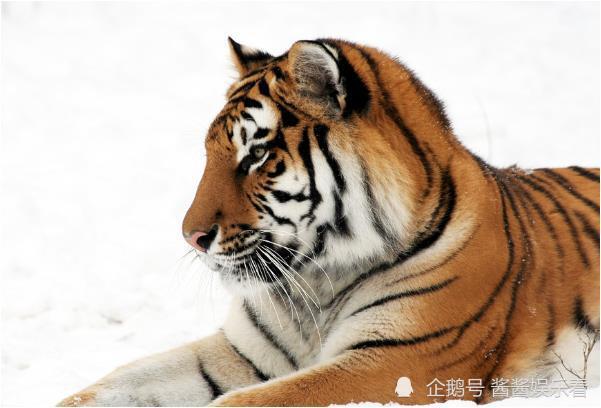 澳门正版资料大全资料生肖卡,澳门正版资料大全与生肖卡的独特魅力