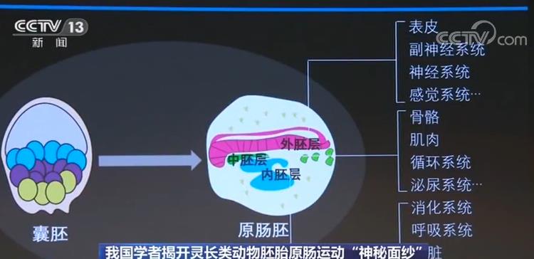 管家婆一肖一码中一肖,揭秘管家婆一肖一码中一肖的神秘面纱