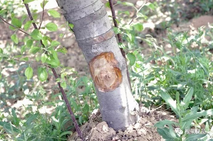 苹果树腐烂病最新方法如下,苹果树腐烂病最新方法探讨